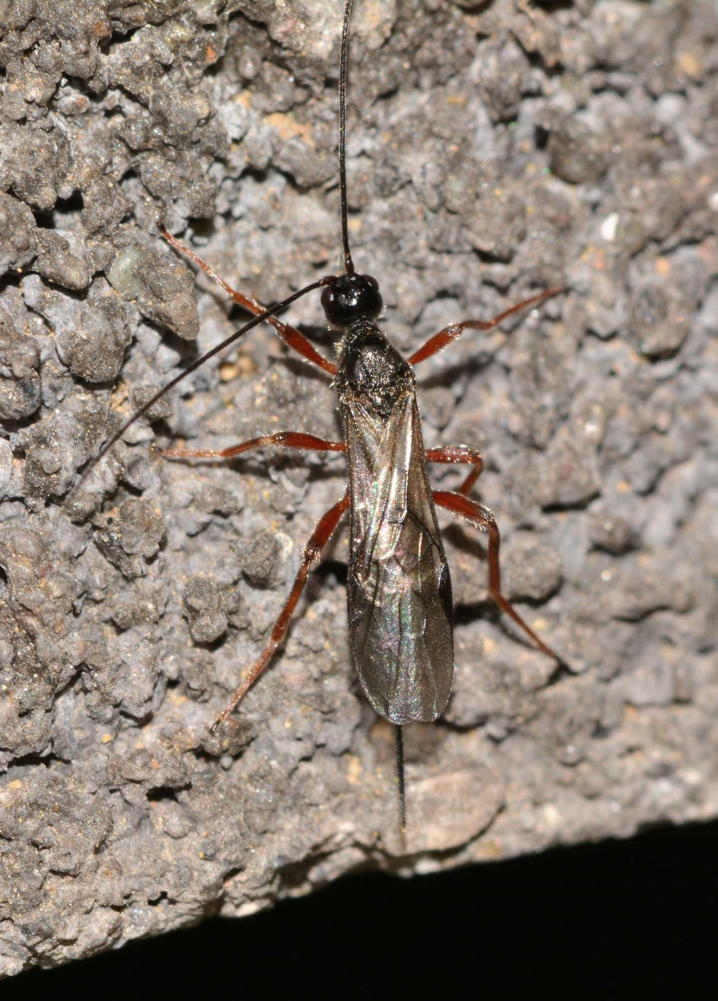 Ichneumonidae? No, Braconidae